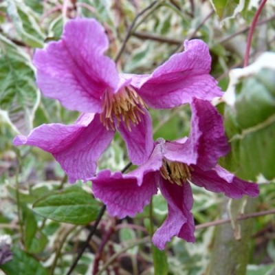 Клематис ботанический Хете Хешелл