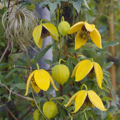 Клематис ботанический Ориндж Пил Клематис ботанический Ориндж Пил