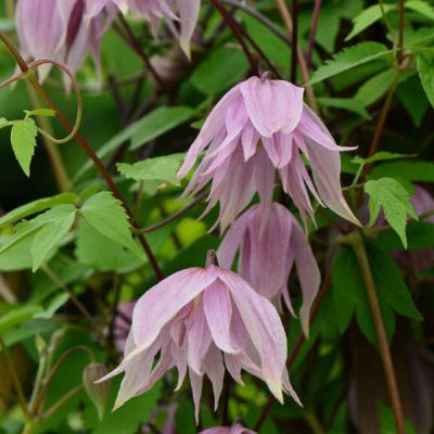 Клематис ботанический Пинк Дрим
