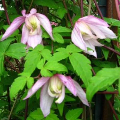 Клематис ботанический Пинк Фламинго Клематис ботанический Пинк Фламинго