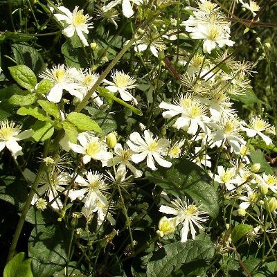 Клематис ботанический Пол Ферджес