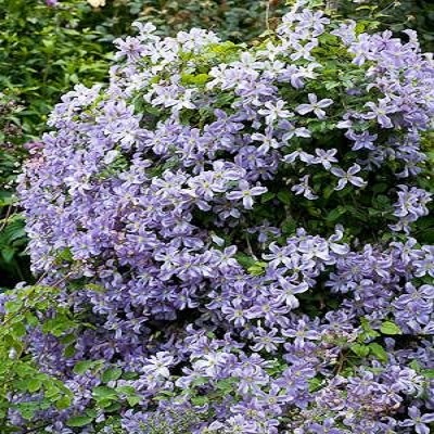 Клематис ботанический Принц Чарльз Клематис ботанический Принц Чарльз