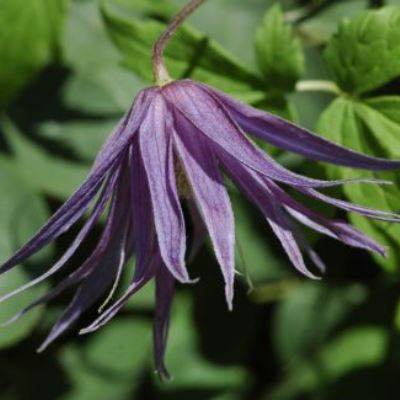 Клематис ботанический Пёпл Спайдер Клематис ботанический Пёпл Спайдер