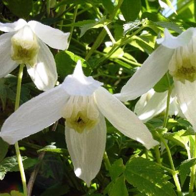 Клематис ботанический Рига Клематис ботанический Рига