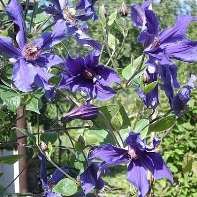 Клематис ботанический Сизая Птица Клематис ботанический Сизая Птица