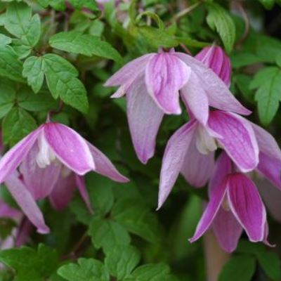 Клематис ботанический Жаклин дю Пре Клематис ботанический Жаклин дю Пре