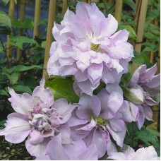 Клематис крупноцветковый Луиз Роу Клематис крупноцветковый Луиз Роу