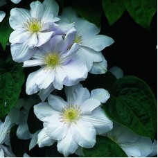 Клематис крупноцветковый Мадам Ле Культре Клематис крупноцветковый Мадам Ле Культре