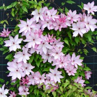 Клематис крупноцветковый Омоширо Клематис крупноцветковый Омоширо