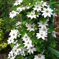 Клематис крупноцветковый Сноу Квин Клематис крупноцветковый Сноу Квин