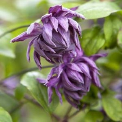 Клематис ботанический Мэри Роуз