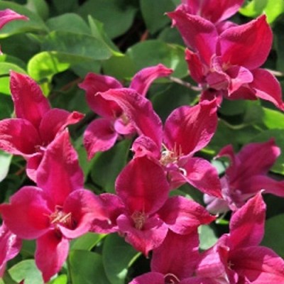 Клематис ботанический Сэр Тревор Лоуренс