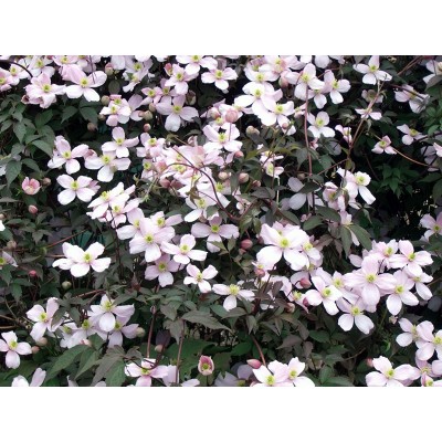 Клематис горный