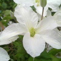 Клематис крупноцветковый Джон Хукстэйбл Клематис крупноцветковый Джон Хукстэйбл