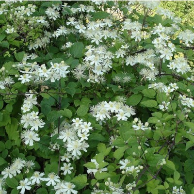 Клематис виноградолистный Клематис виноградолистный