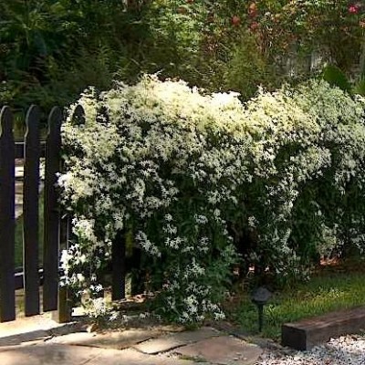 Клематис жгучий