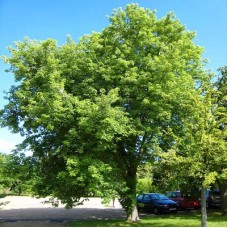 Клен сахаристый