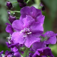 Коровяк фиолетовый Виолетта