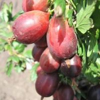 Крыжовник Машека