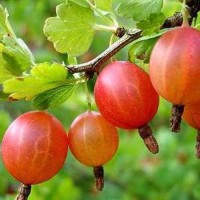 Крыжовник Шершневский