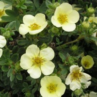 Лапчатка кустарниковая Примроуз Бьюти