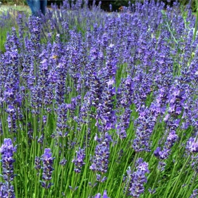 Лаванда узколистная Феноменал