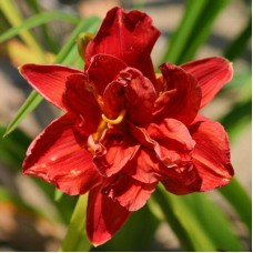 Лилейник гибридный Дабл Файркрэкер Лилейник гибридный Дабл Файркрэкер