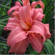 Лилейник гибридный Дабл Пэшн Лилейник гибридный Дабл Пэшн