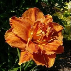 Лилейник гибридный Даблишес Лилейник гибридный Даблишес