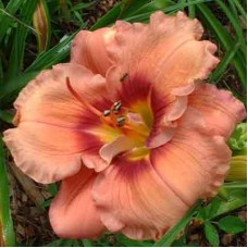 Лилейник гибридный Дарк энд Хэндсом Лилейник гибридный Дарк энд Хэндсом