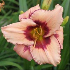 Лилейник гибридный Дистант Гэлэкси Лилейник гибридный Дистант Гэлэкси