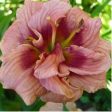 Лилейник гибридный Джаст ми Сайз Лилейник гибридный Джаст ми Сайз