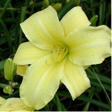 Лилейник гибридный Джаст Вотч Лилейник гибридный Джаст Вотч