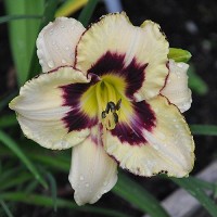 Лилейник гибридный Канадиан Бордер Петрол Лилейник гибридный Канадиан Бордер Петрол