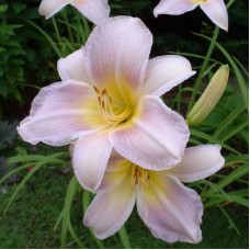 Лилейник гибридный Катерина Вудбери Лилейник гибридный Катерина Вудбери