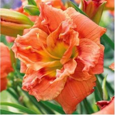 Лилейник гибридный Конго Корэл Лилейник гибридный Конго Корэл