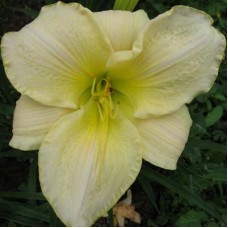 Лилейник гибридный Кул Ит Лилейник гибридный Кул Ит