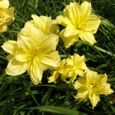 Лилейник гибридный Дабл Ривэ Вай Лилейник гибридный Дабл Ривэ Вай