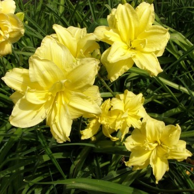 Лилейник гибридный Дабл Ривэ Вай Лилейник гибридный Дабл Ривэ Вай