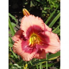 Лилейник гибридный Дан Махони Лилейник гибридный Дан Махони