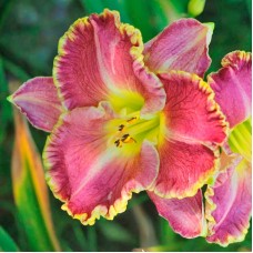 Лилейник гибридный Дарья Лилейник гибридный Дарья