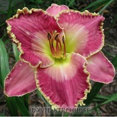 Лилейник гибридный Дэвид Кирхоф Лилейник гибридный Дэвид Кирхоф