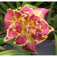 Лилейник гибридный Диана Тейлор Лилейник гибридный Диана Тейлор