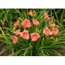 Лилейник гибридный Дресс-код Лилейник гибридный Дресс-код