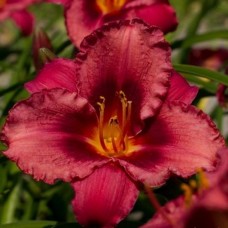 Лилейник гибридный Джаз Данс Лилейник гибридный Джаз Данс