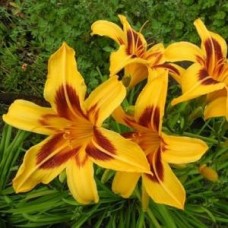 Лилейник гибридный Джери Скаут Лилейник гибридный Джери Скаут