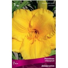 Лилейник гибридный Джерусалим Лилейник гибридный Джерусалим