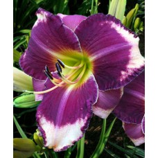 Лилейник гибридный Канзас Сити Кикер Лилейник гибридный Канзас Сити Кикер