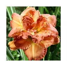 Лилейник гибридный Кендллайт Диннер Лилейник гибридный Кендллайт Диннер