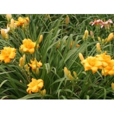 Лилейник гибридный Кондилла Лилейник гибридный Кондилла